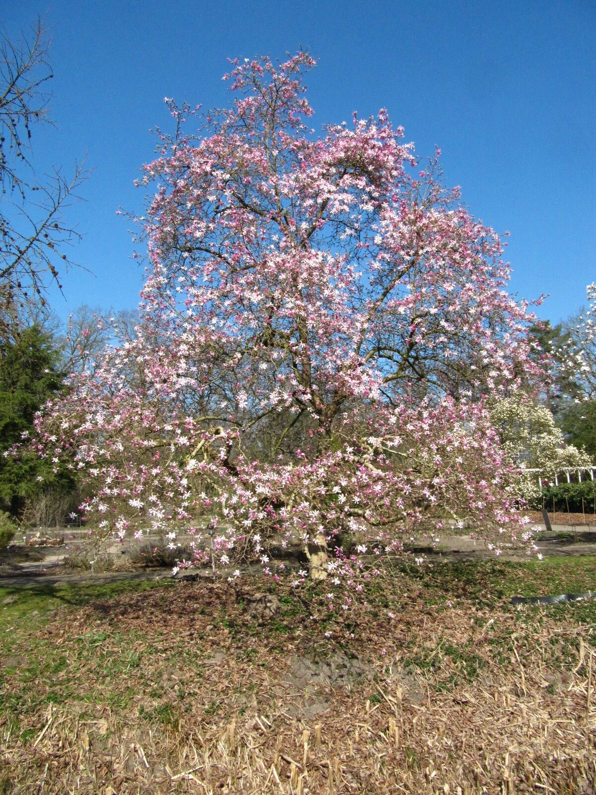 'Leonard Messel' × loebneri Magnolia