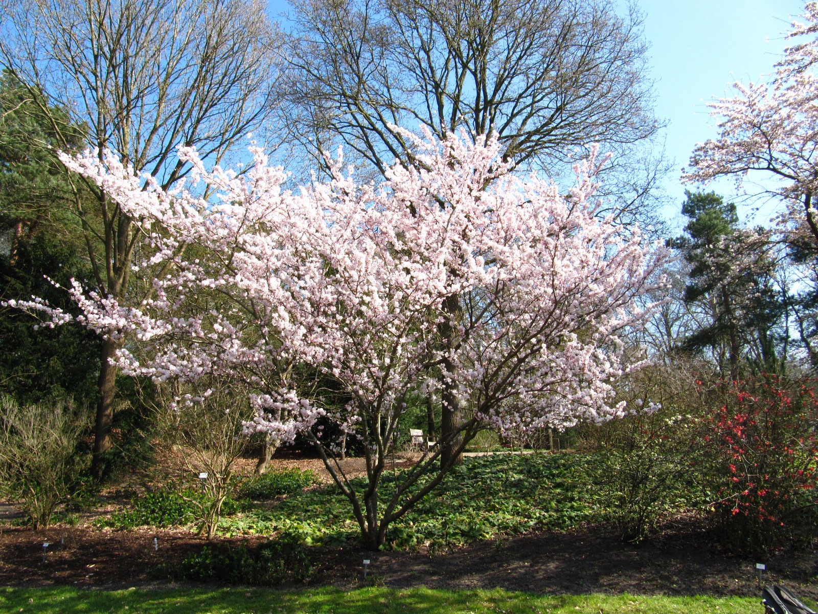 'Fukubana' × subhirtella Prunus