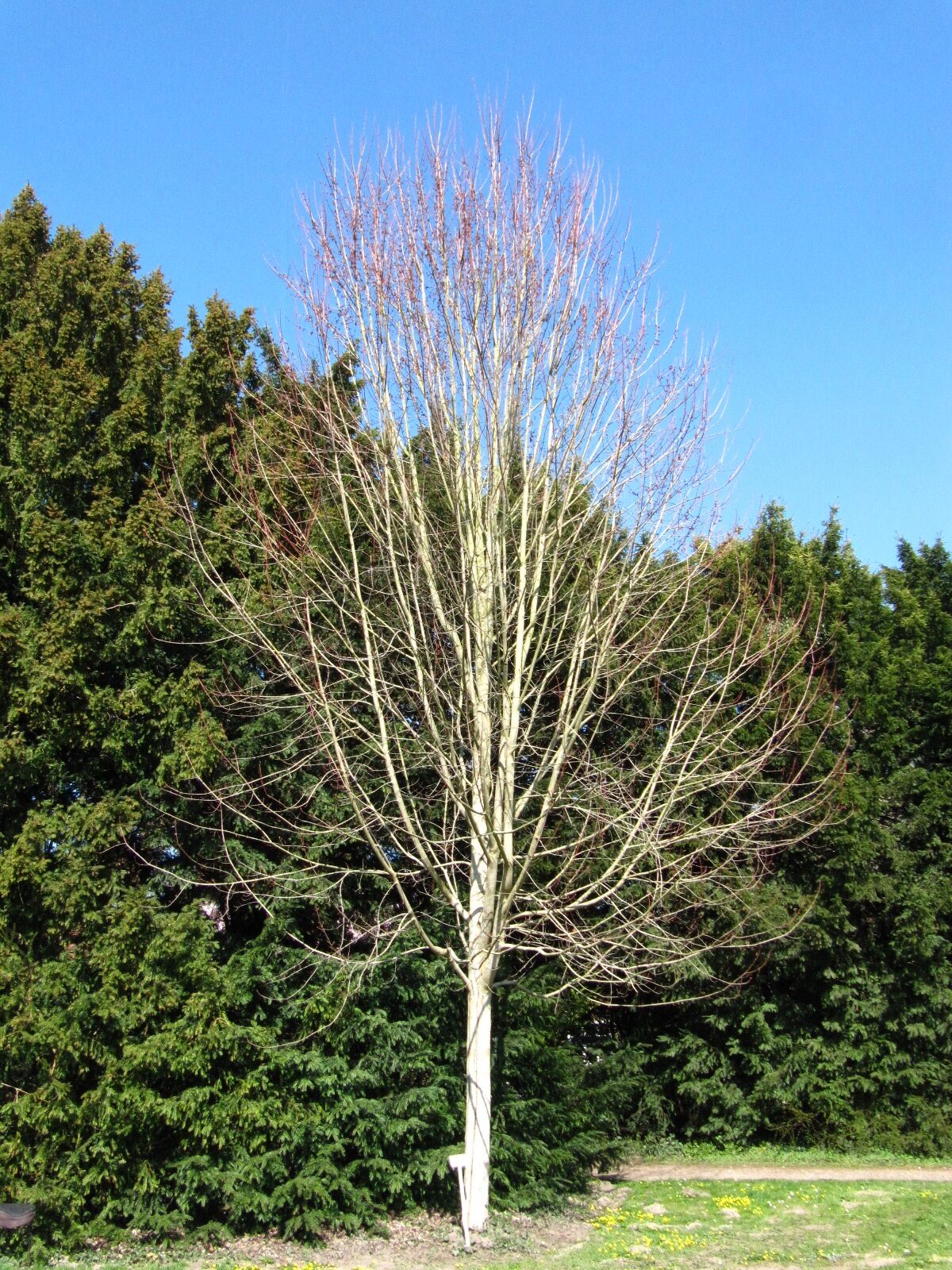 Acer × freemanii - Allmerspark Bremen - März 2025