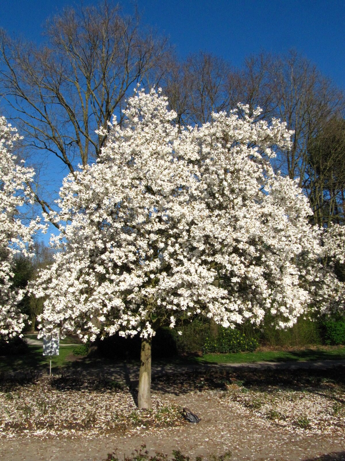 'Merill' × loebneri Magnolia