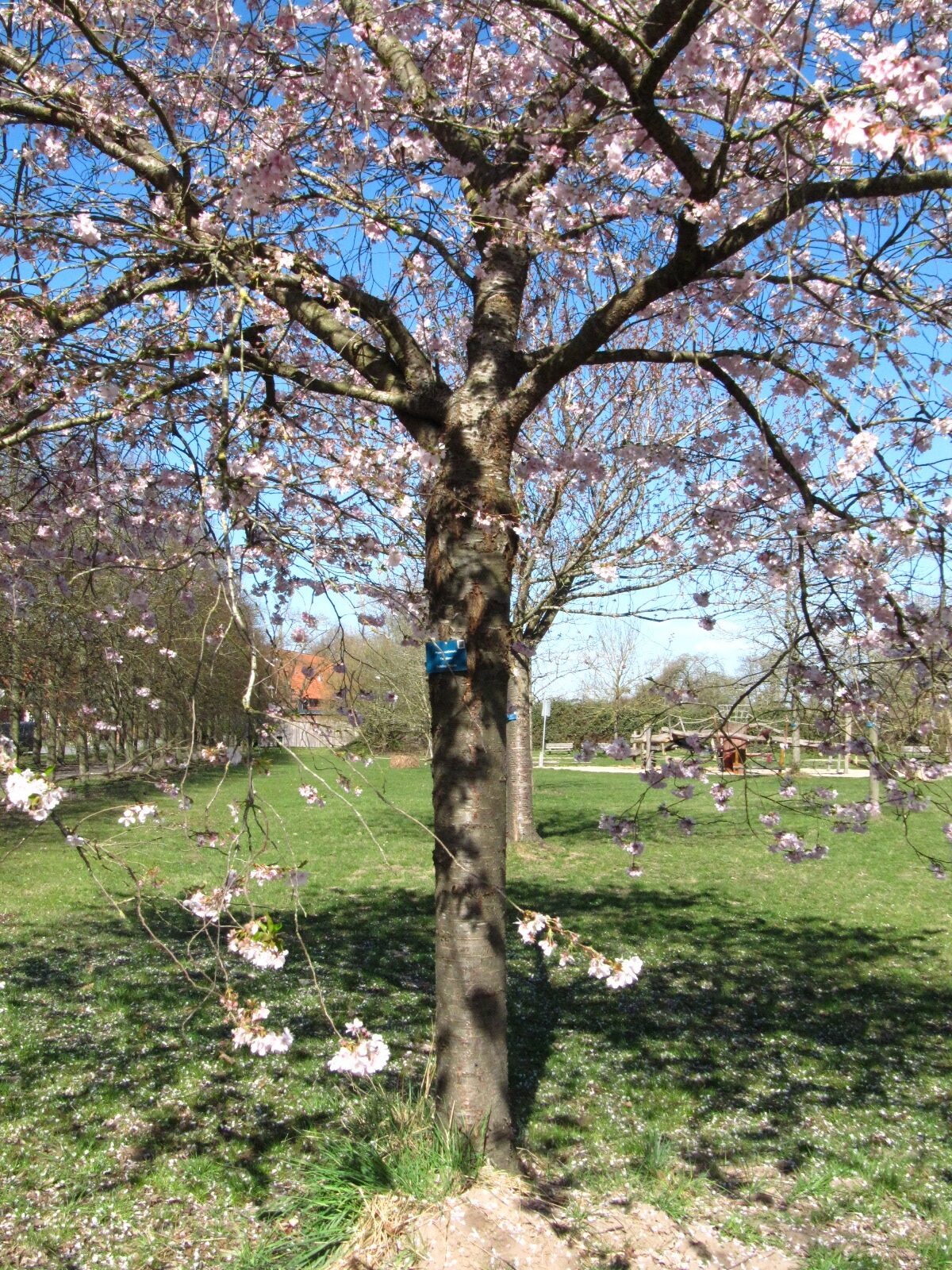 Prunus × subhirtella 'Fukubana' - Arboretum Thedinghausen - April 2025