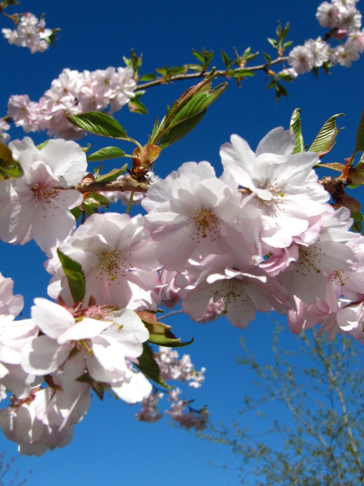 Prunus × subhirtella 'Fukubana' - Arboretum Thedinghausen - April 2025