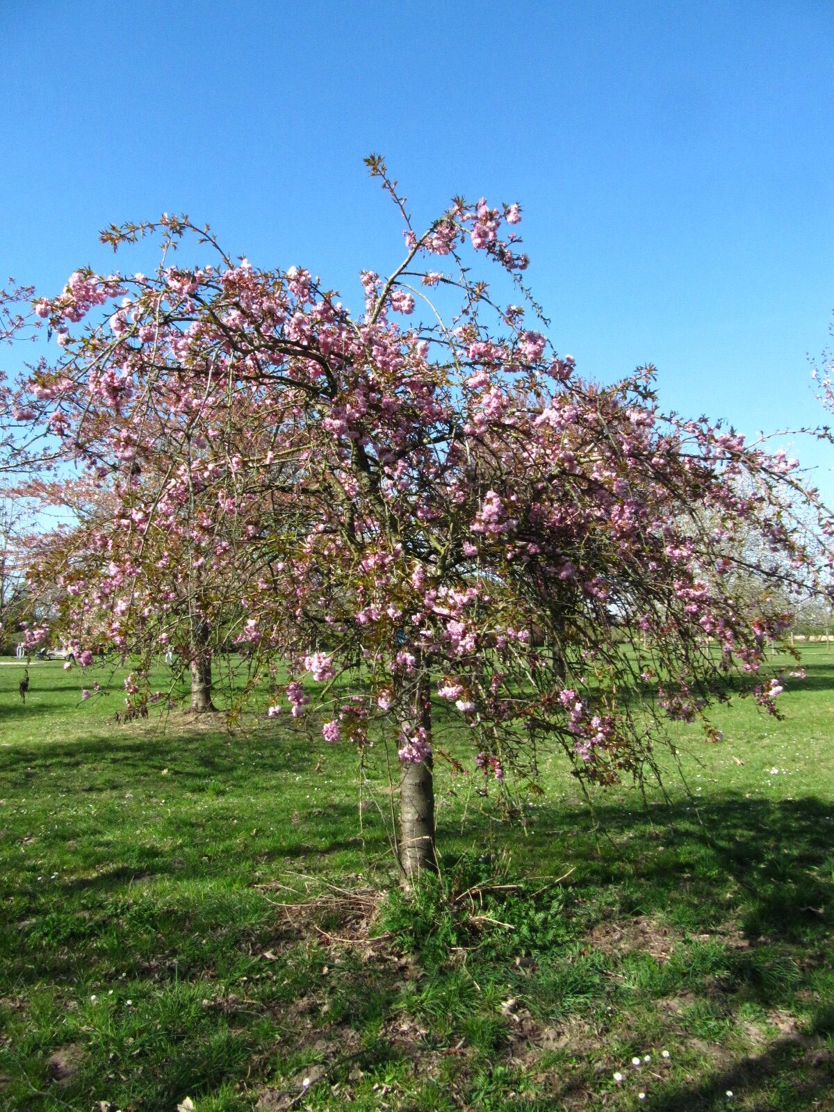 'Kiku-Shidare-Sakura' Prunus serrulata
