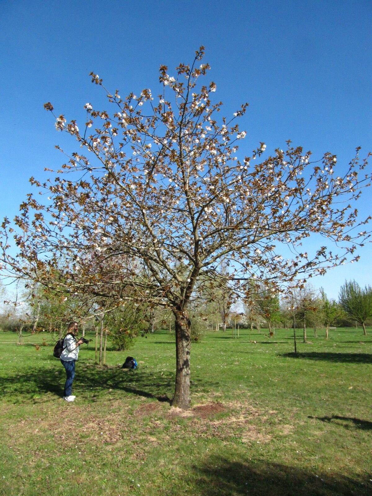 'Tai Haku' Prunus serrulata