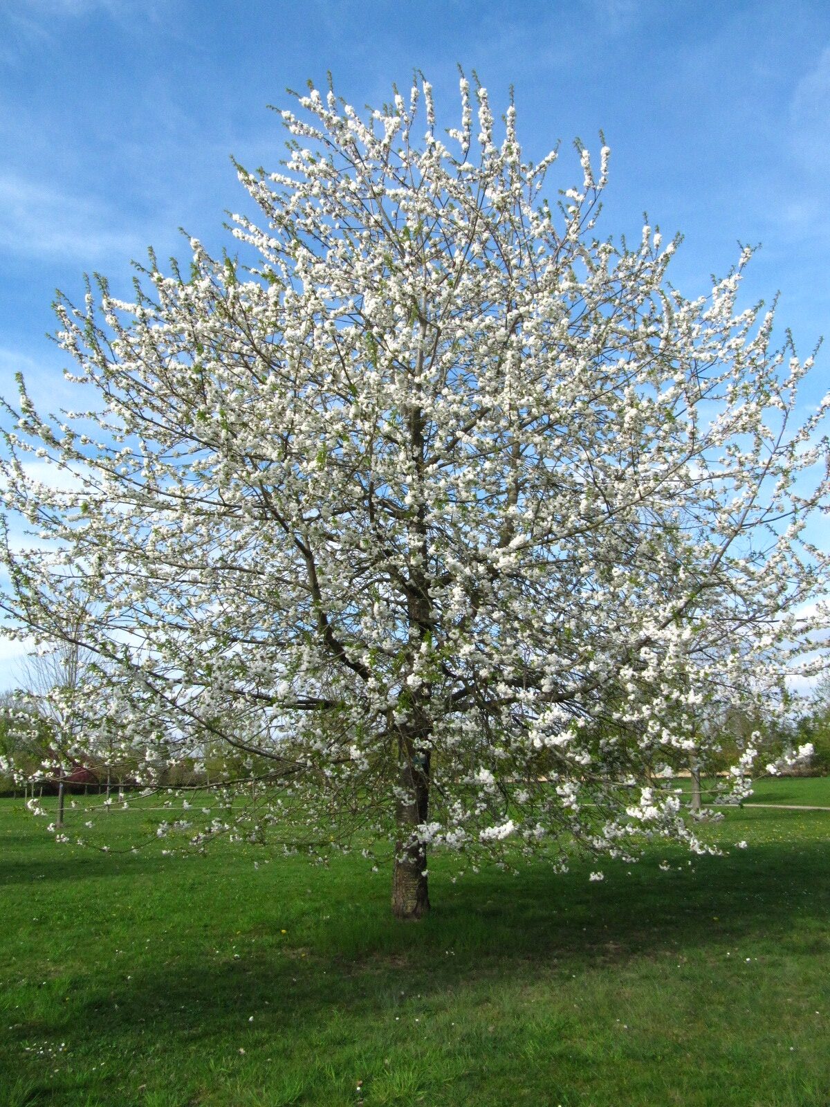 'Plena' avium Prunus