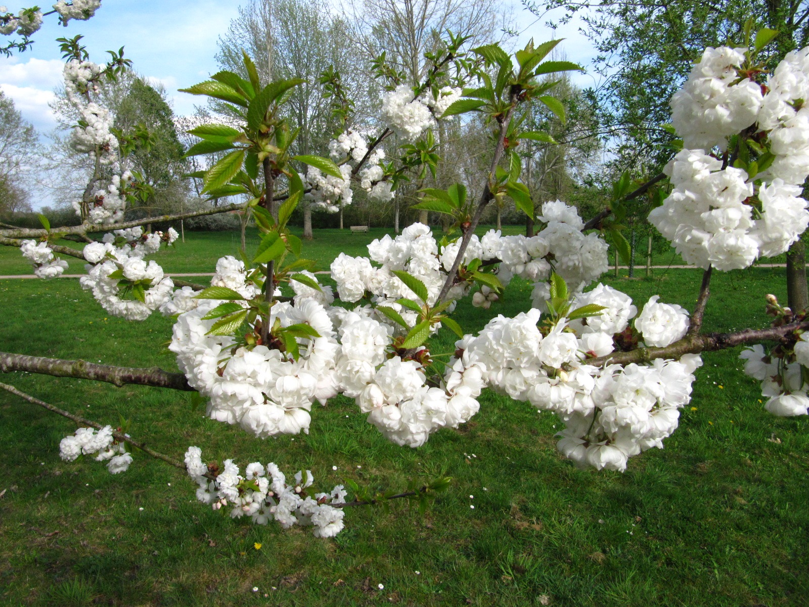 Prunus avium 'Plena' - Arboretum Thedinghausen - April 2025