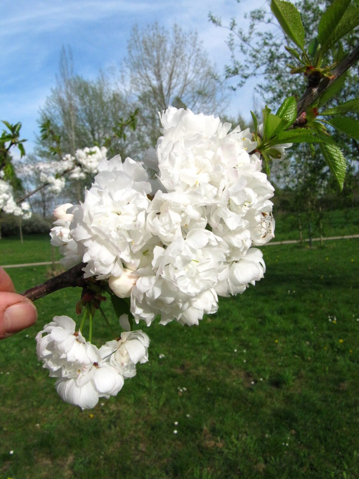 Prunus avium 'Plena' - Arboretum Thedinghausen - April 2025