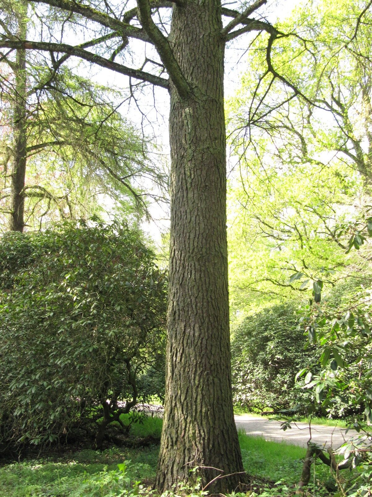 Pseudolarix amabilis - Schlosspark Heltorf - April 2023