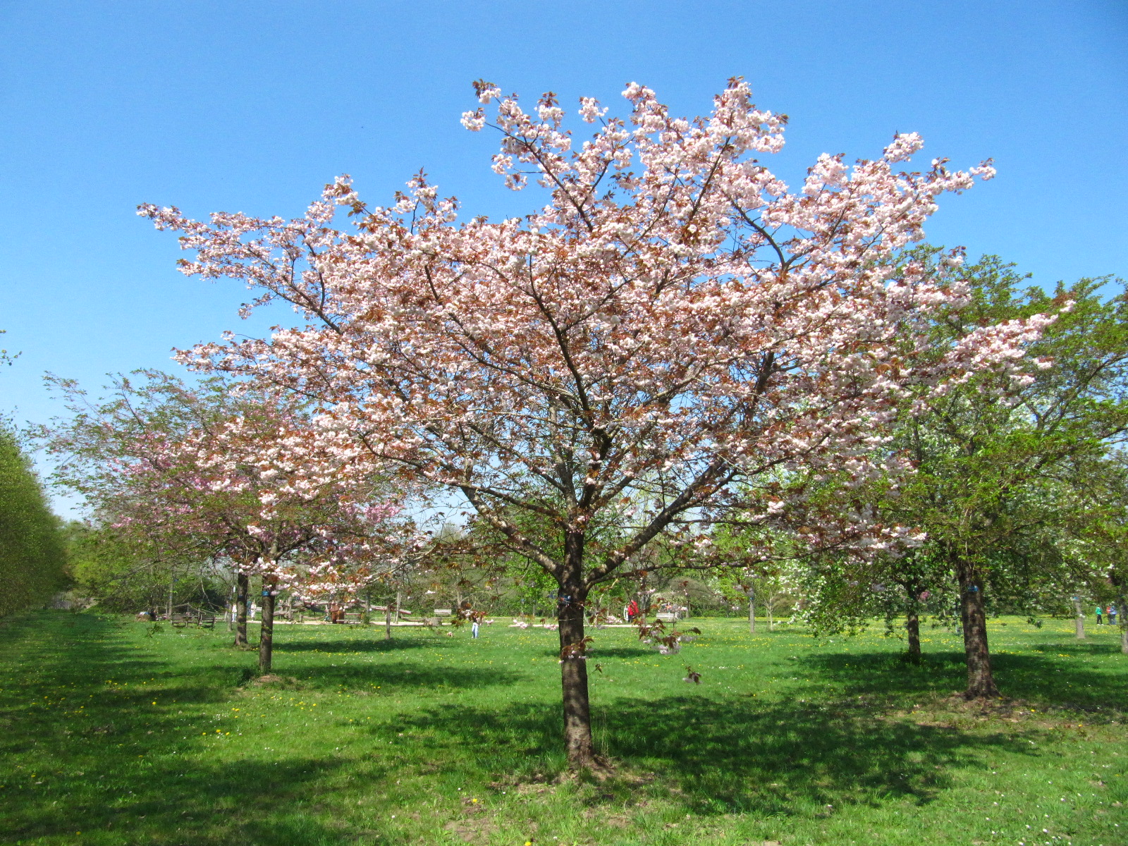 'Shirofugen' Prunus serrulata