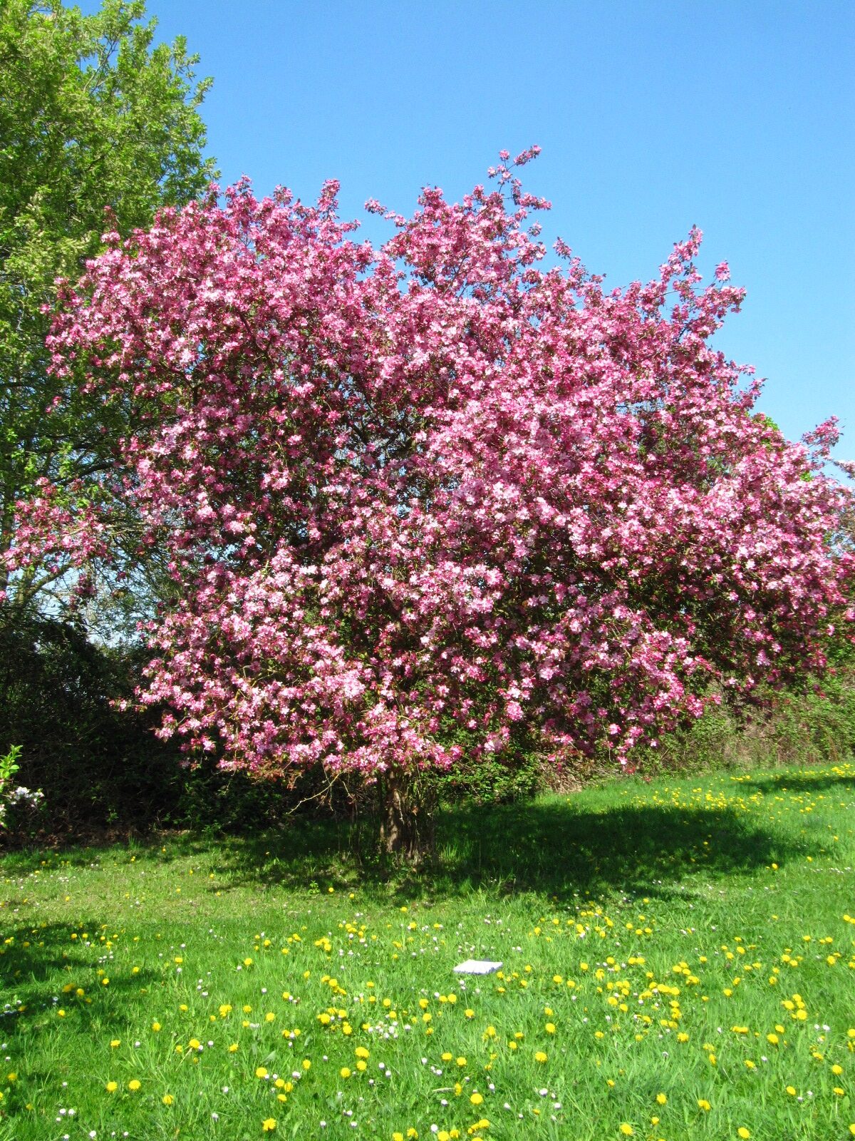 'Rudolph' baccata Malus