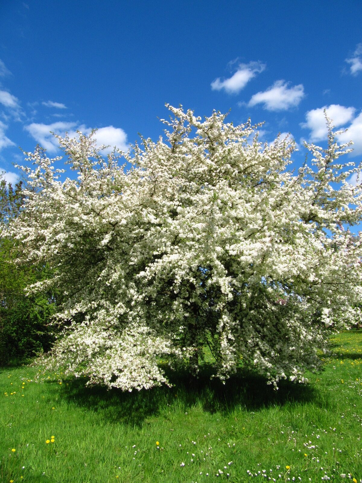 Malus toringo