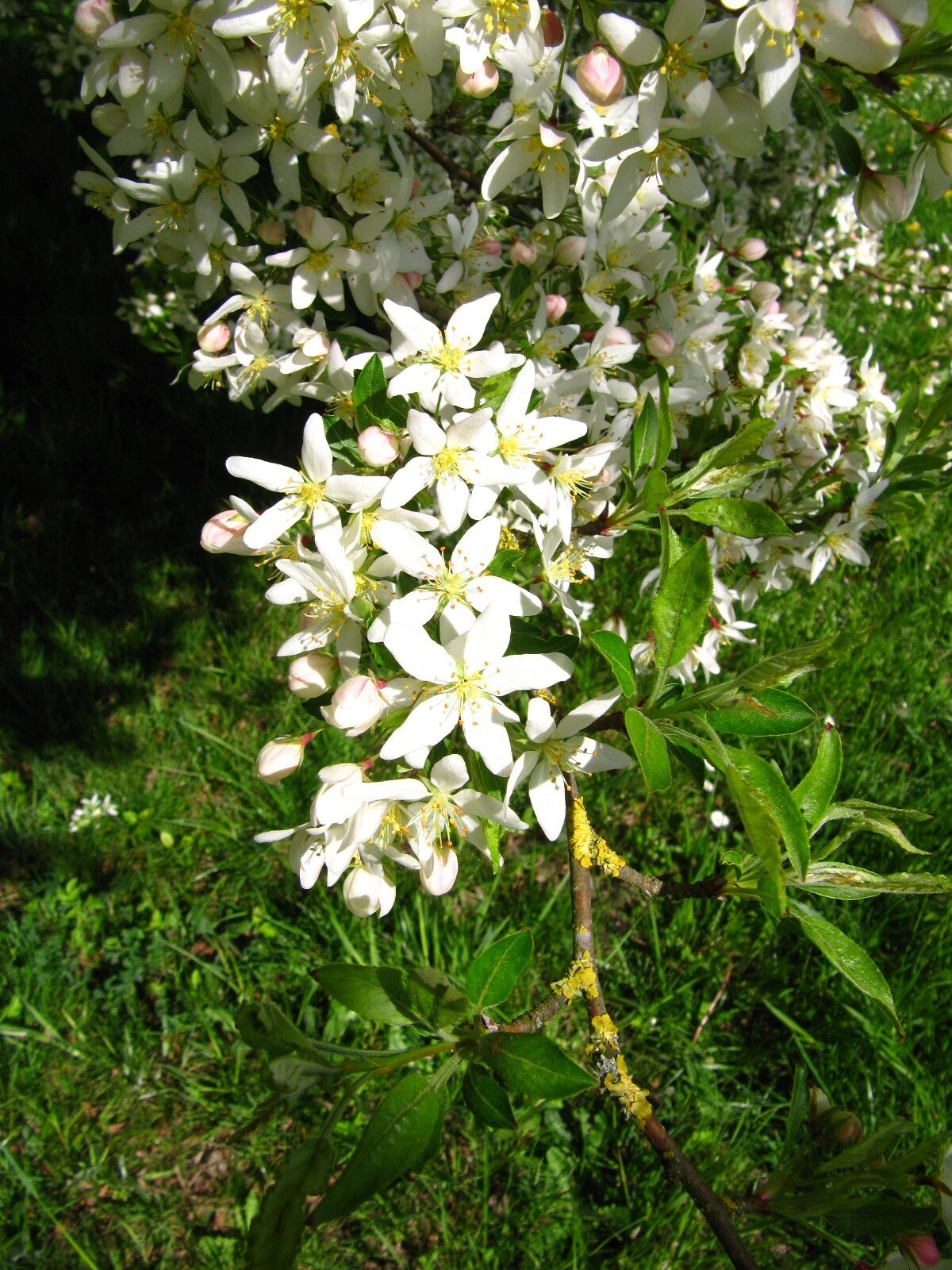 Malus toringo - Arboretum Thedinghausen - April 2025
