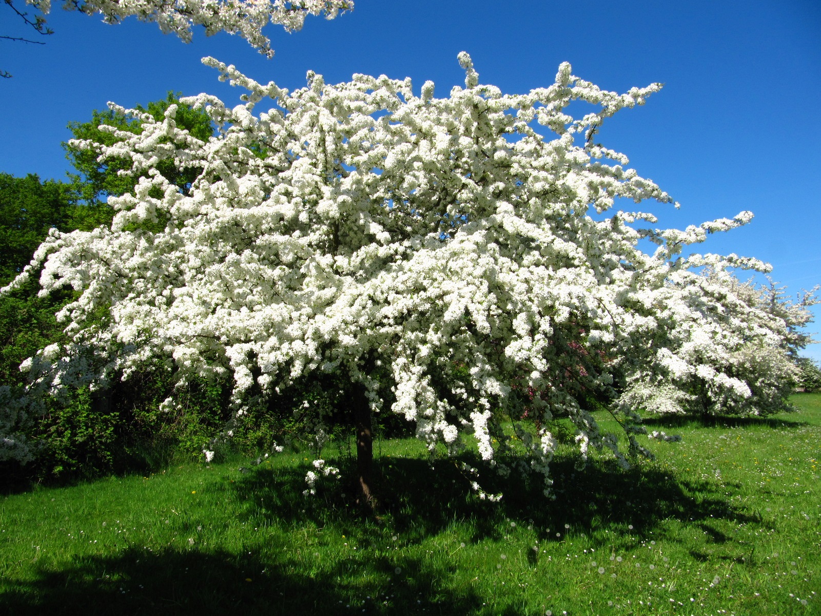 Malus toringo