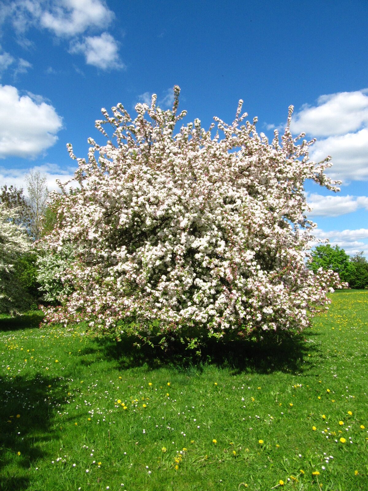 'Butterball' keine Artzuordnung Malus