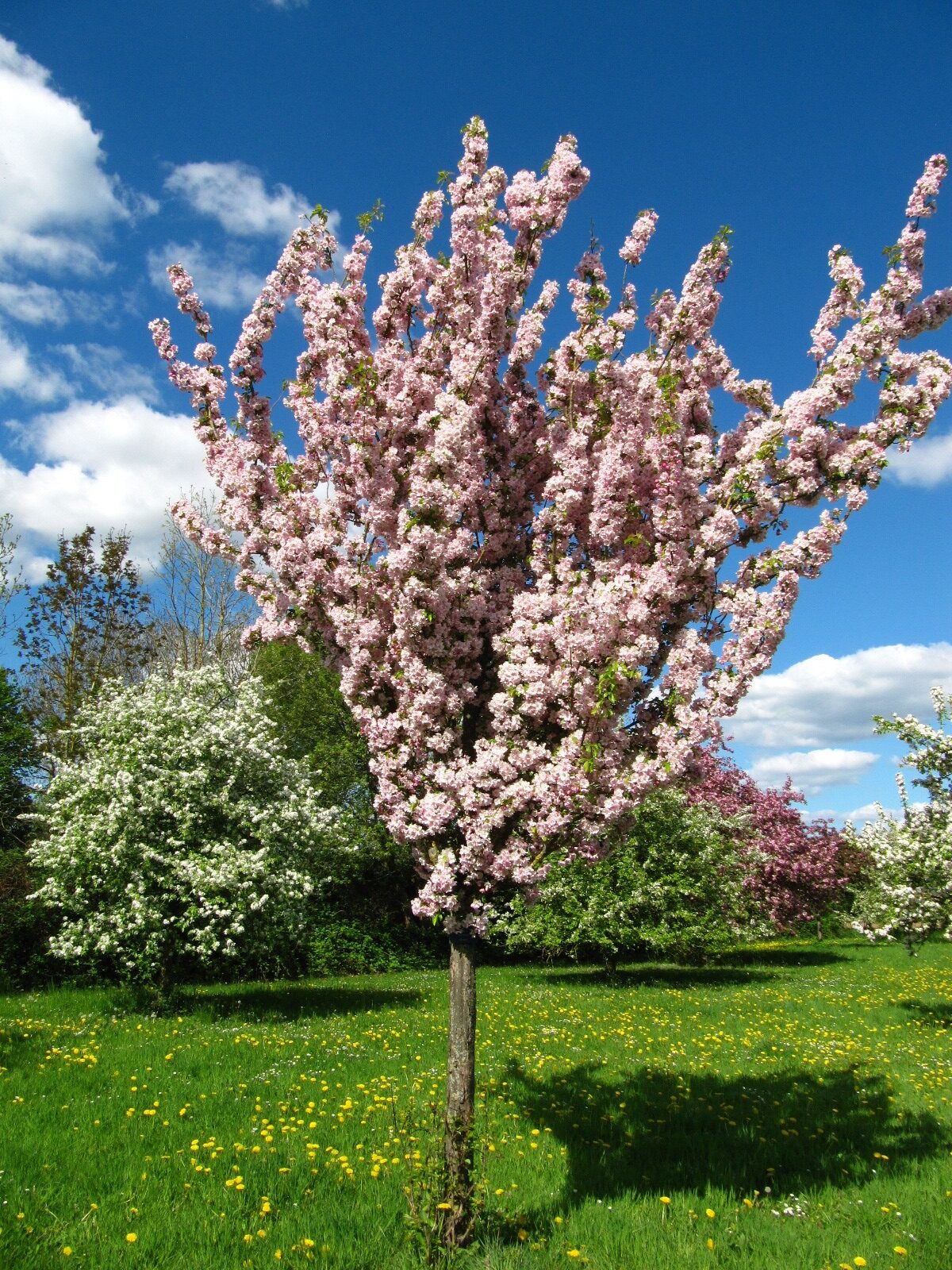 'Van Eseltine' keine Artzuordnung Malus
