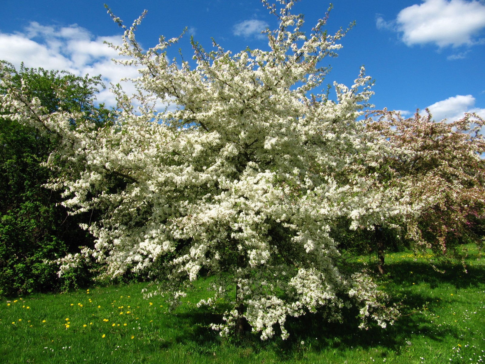 Malus toringo 'Brouwers' - Arboretum Thedinghausen - April 2025