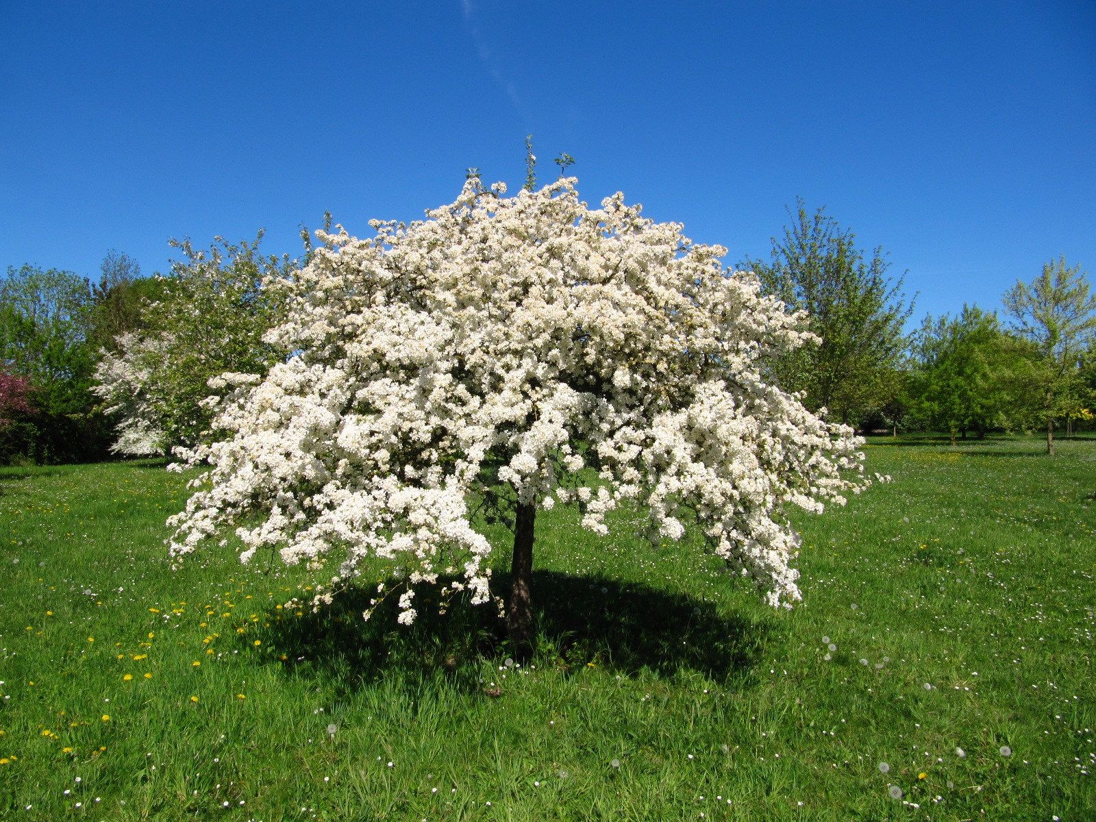 'Tina' Malus sargentii