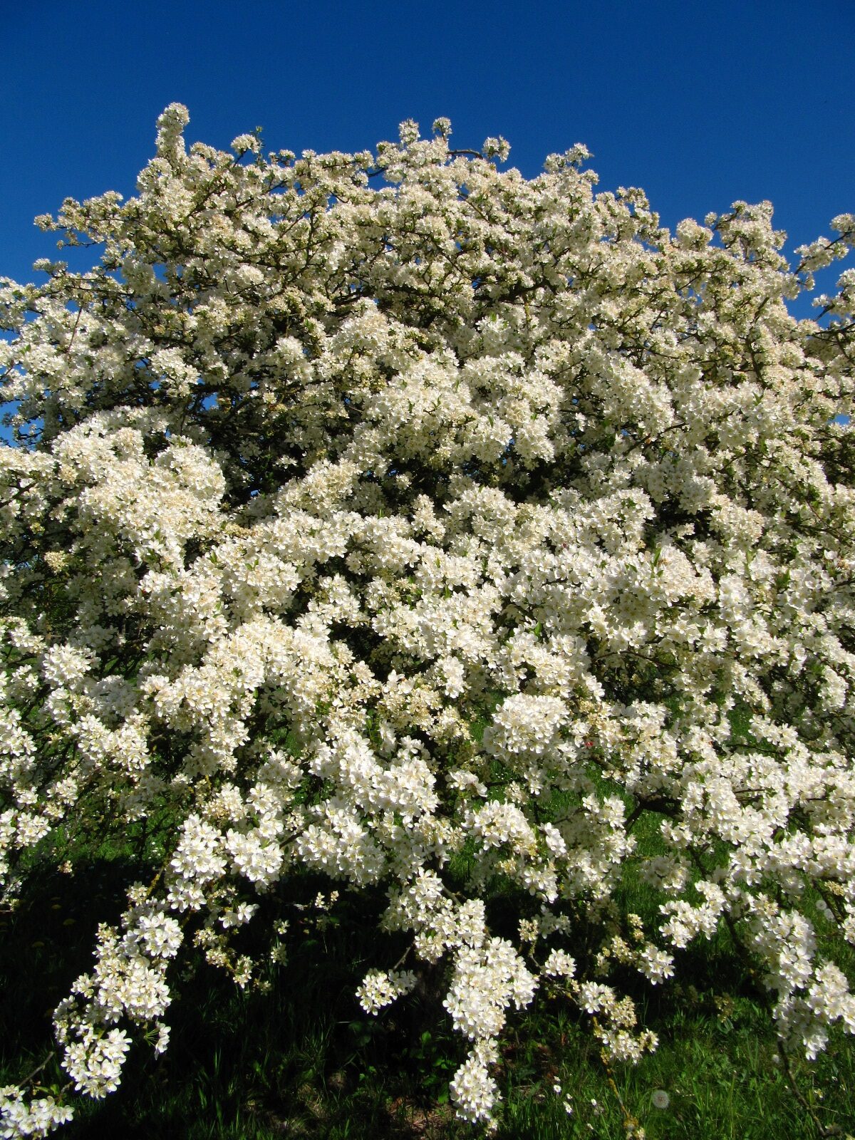 Malus sargentii 'Tina' - Arboretum Thedinghausen - April 2025