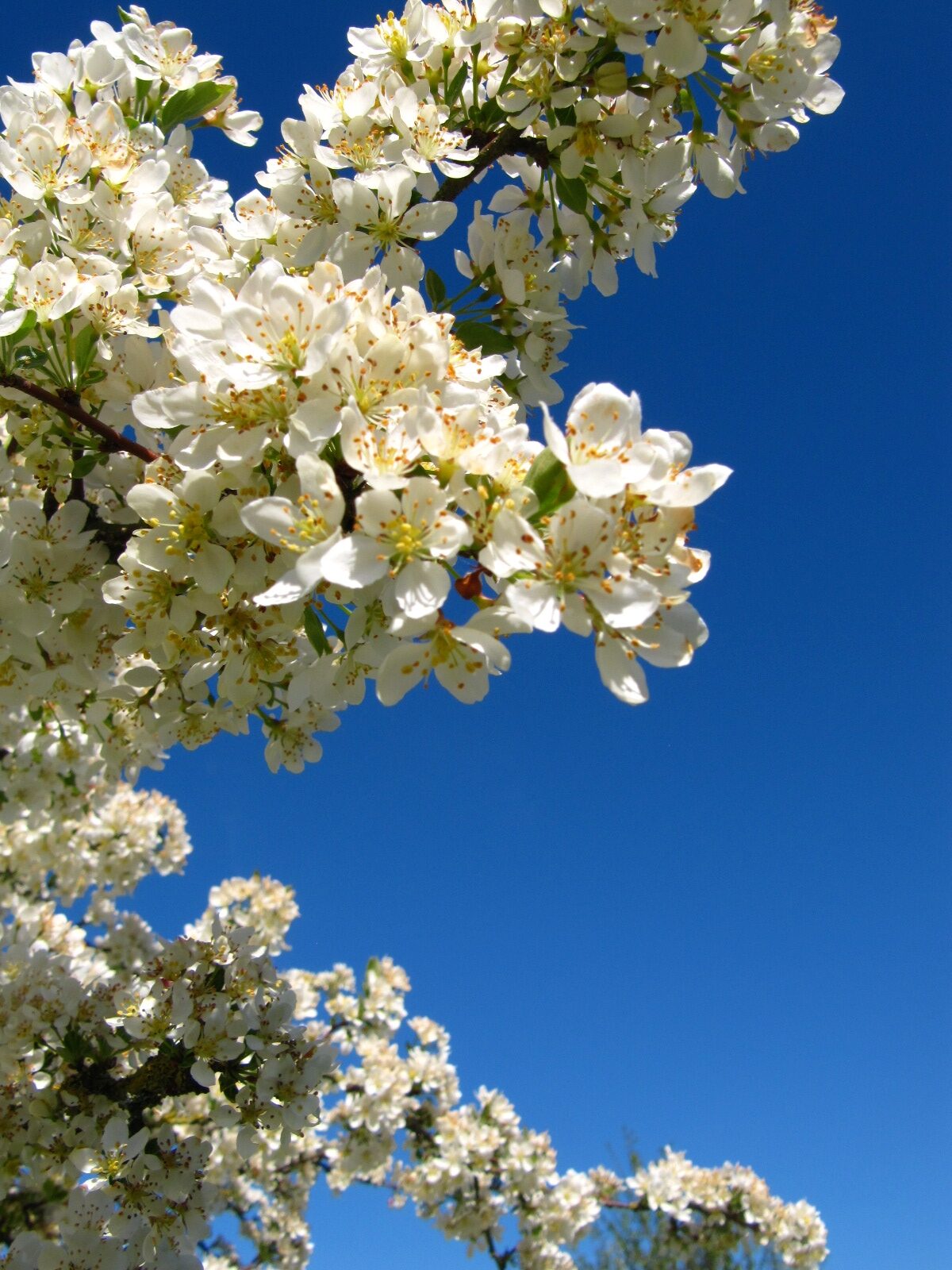 Malus sargentii 'Tina' - Arboretum Thedinghausen - April 2025