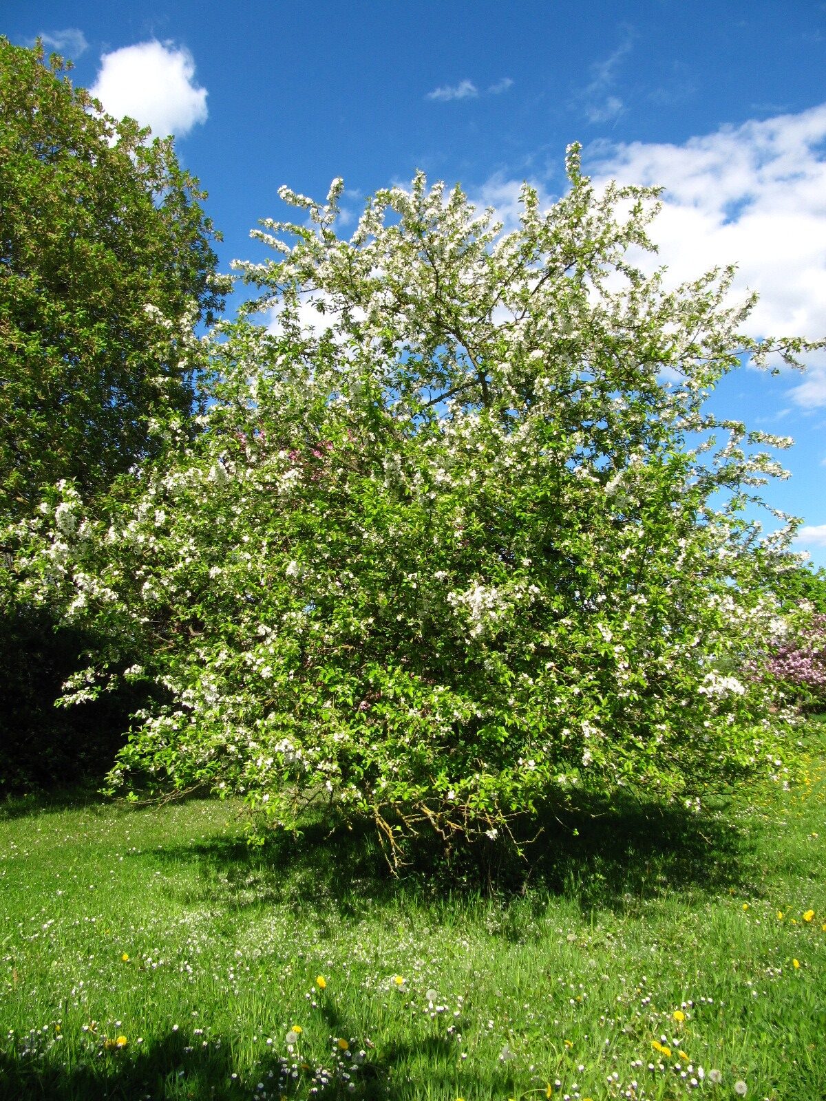 baccata Malus Sorte unbestimmt