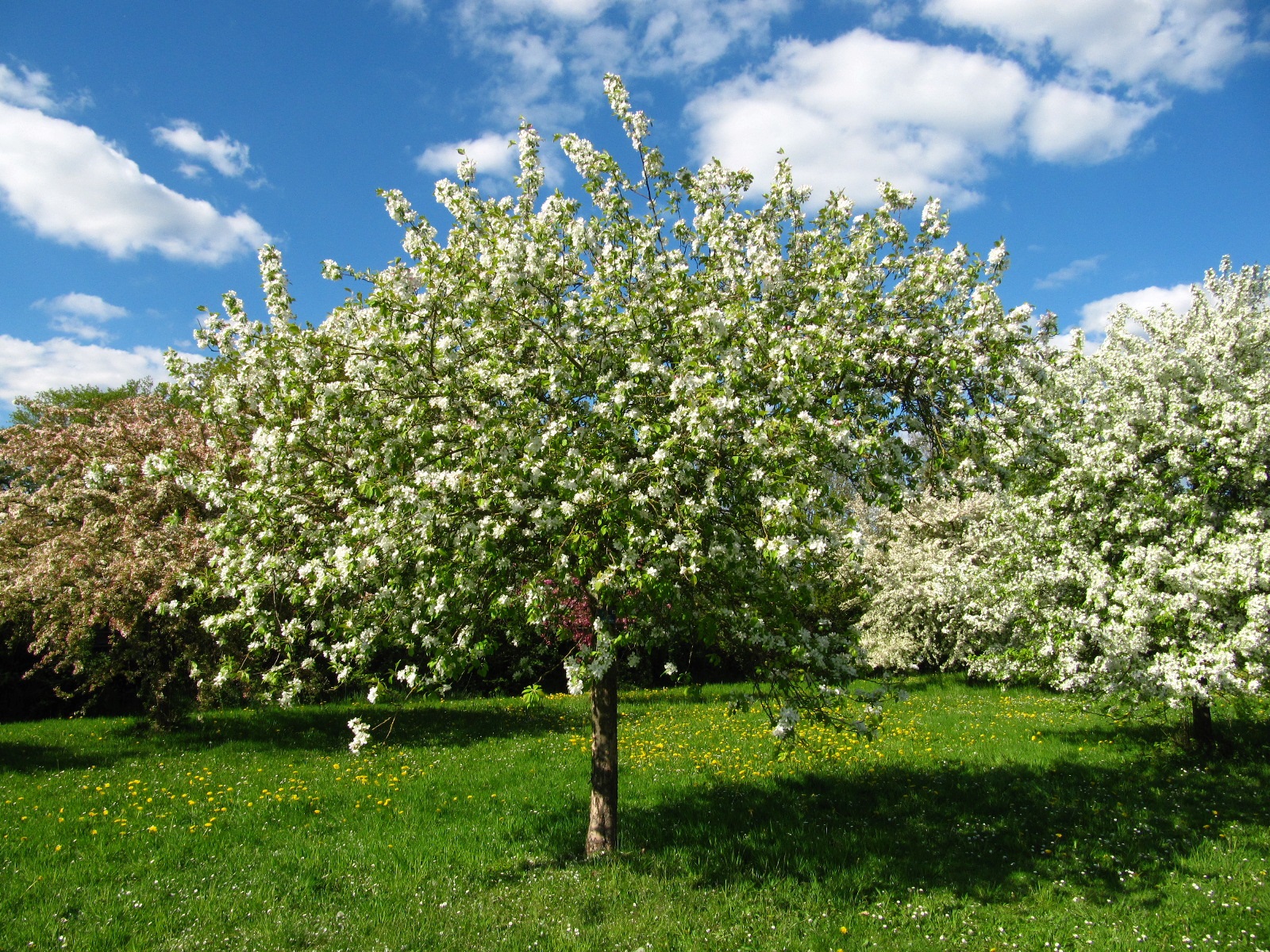 Malus prunifolia
