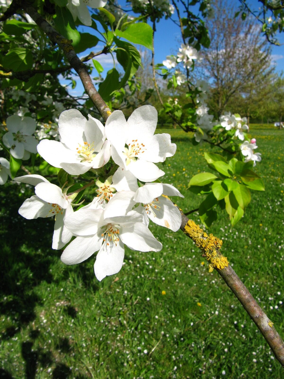 Malus prunifolia - Arboretum Thedinghausen - April 2025