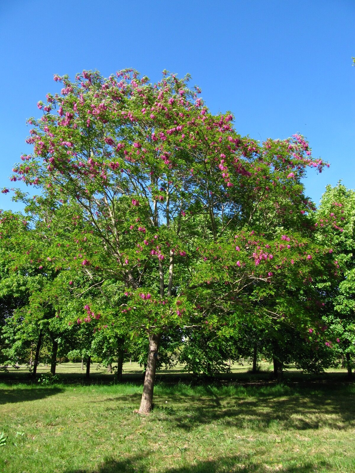 'Casque Rouge' × margaretta Robinia