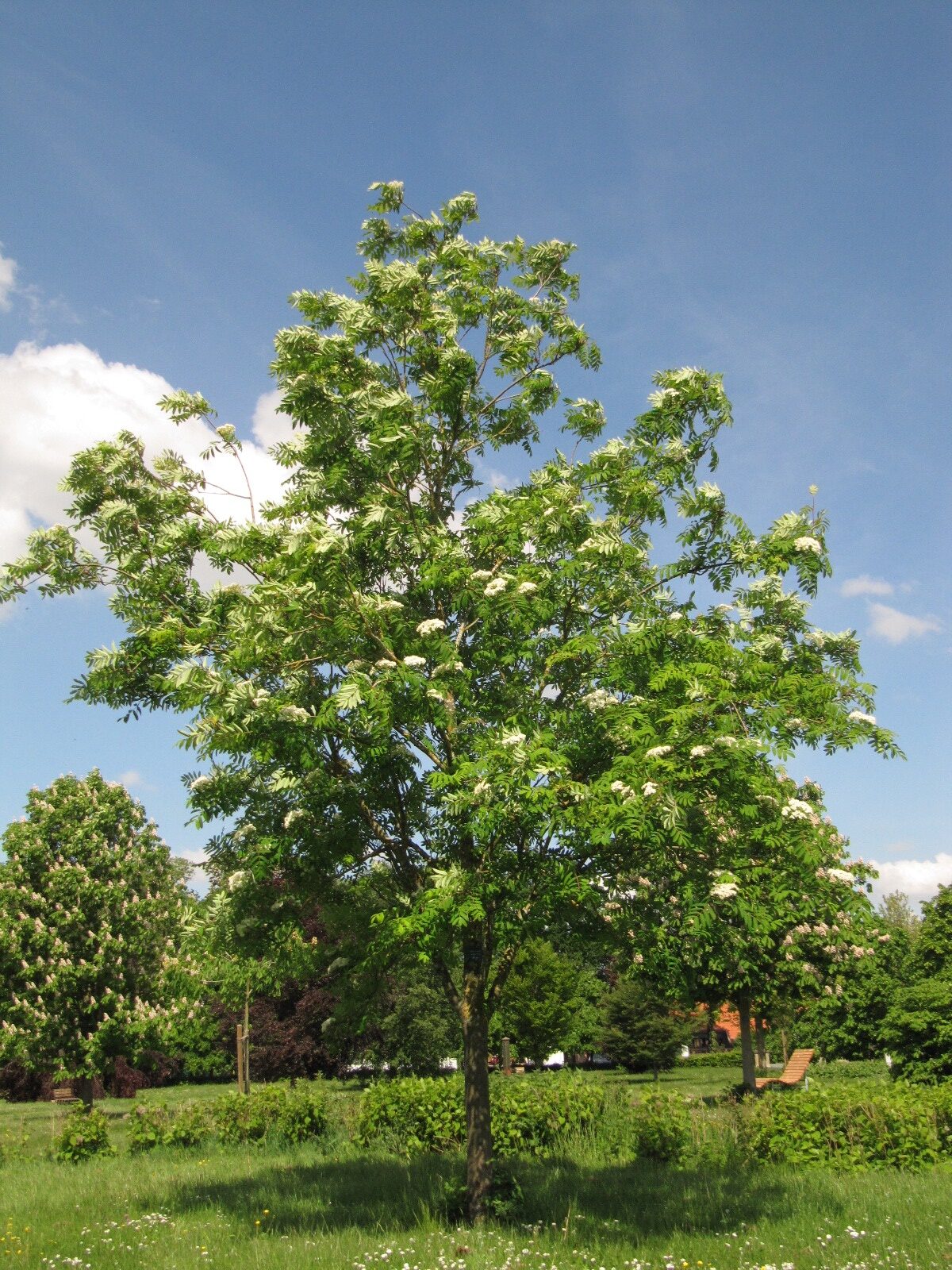 'Lombarts Golden Wonder' keine Artzuordnung Sorbus