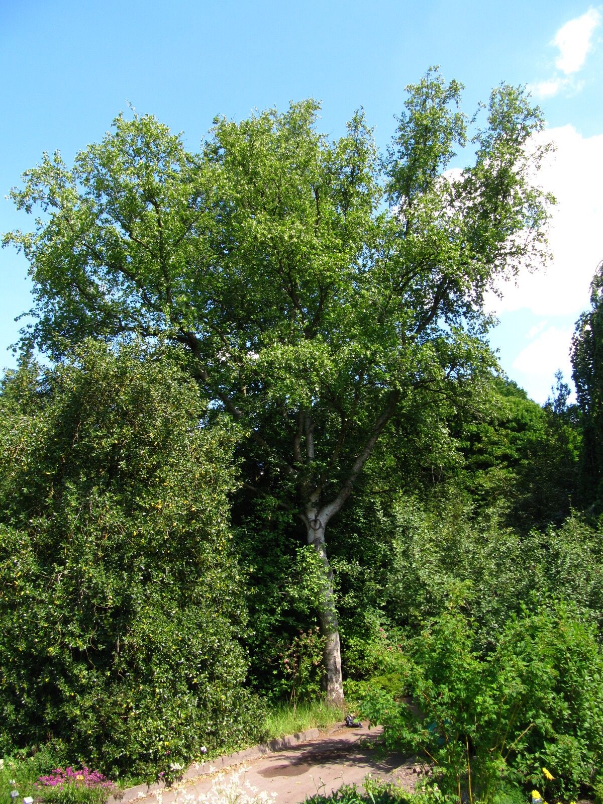 Betula platyphylla var. japonica