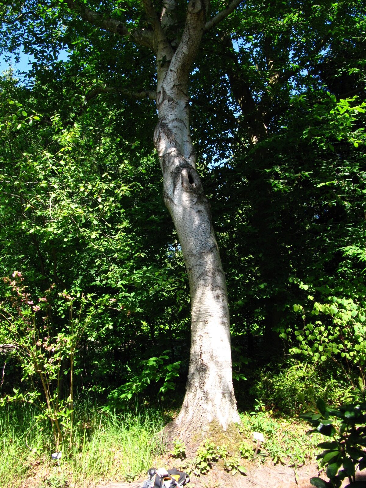 Betula platyphylla var. japonica - Bot. Garten Oldenburg - Mai 2025