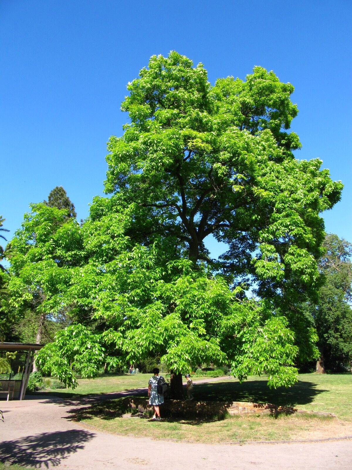 Carya ovata