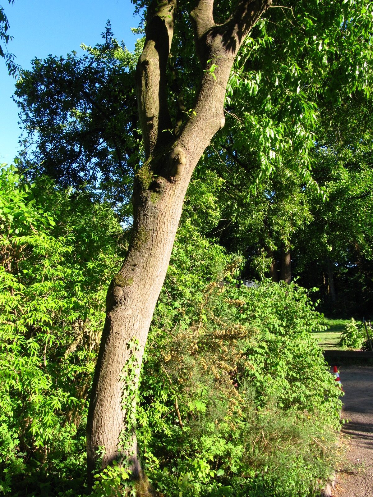 Quercus libani - Bot. Garten Oldenburg - Mai 2025