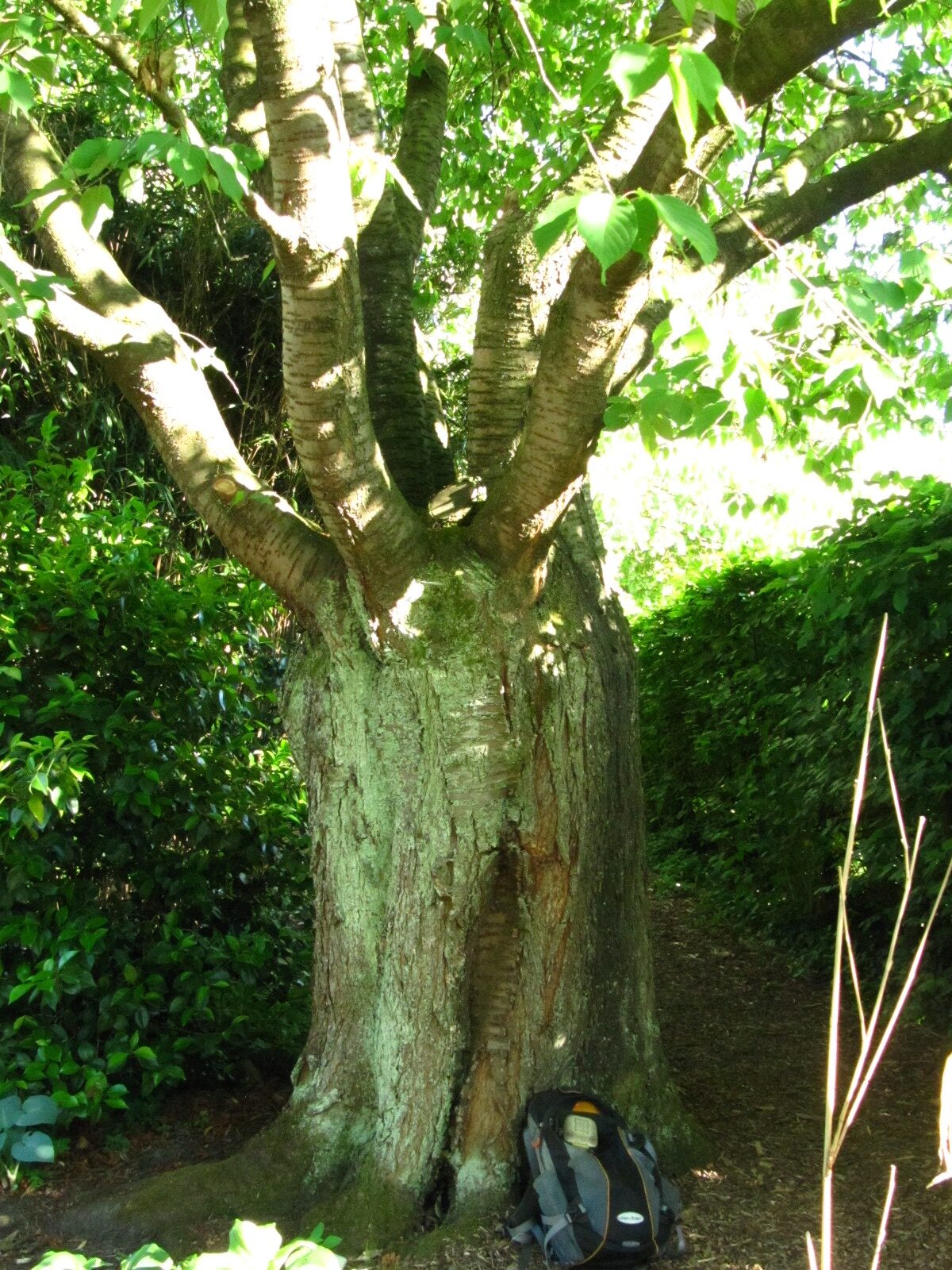 Prunus sargentii - Bot. Garten Oldenburg - Mai 2025