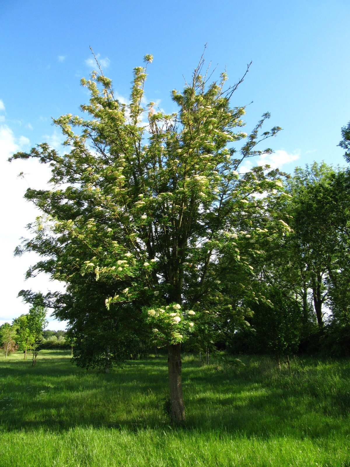'Serotina' commixta Sorbus