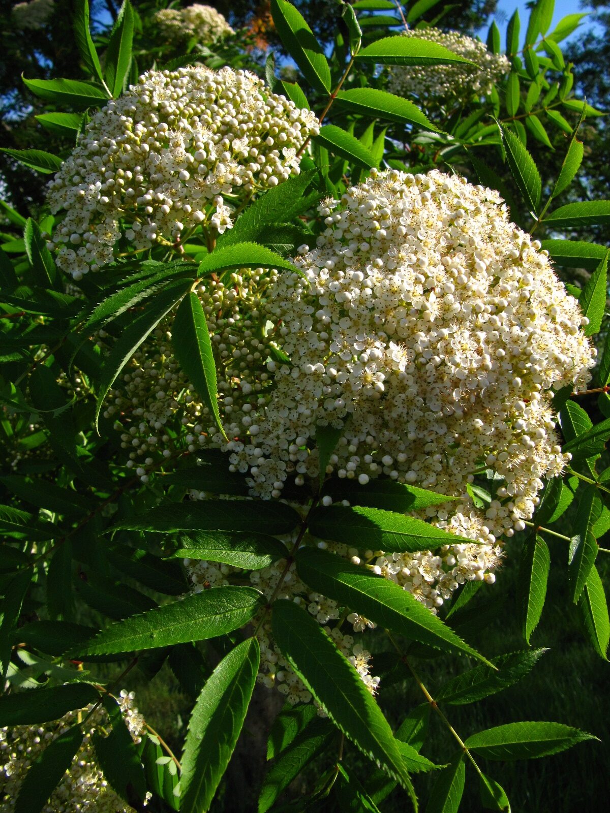 Sorbus commixta 'Serotina' - Arboretum Thedinghausen - Mai 2025