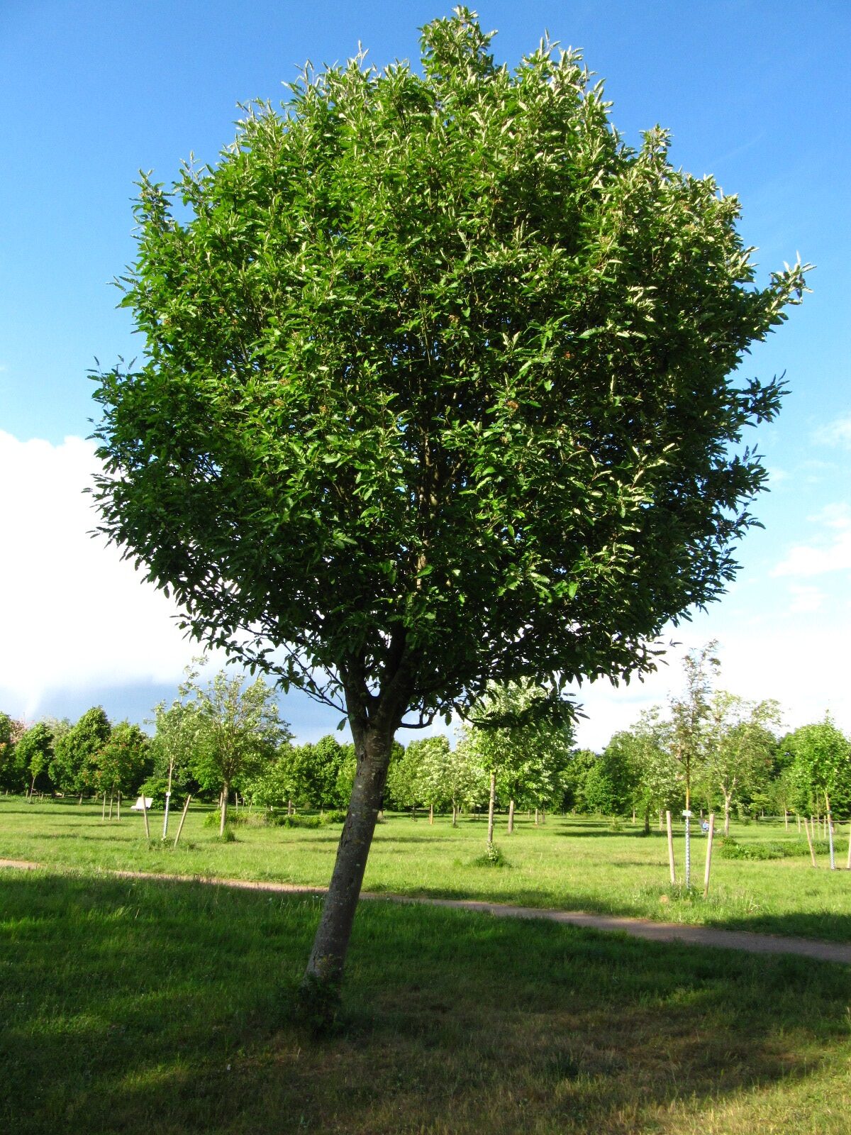 × thuringiaca Sorbus