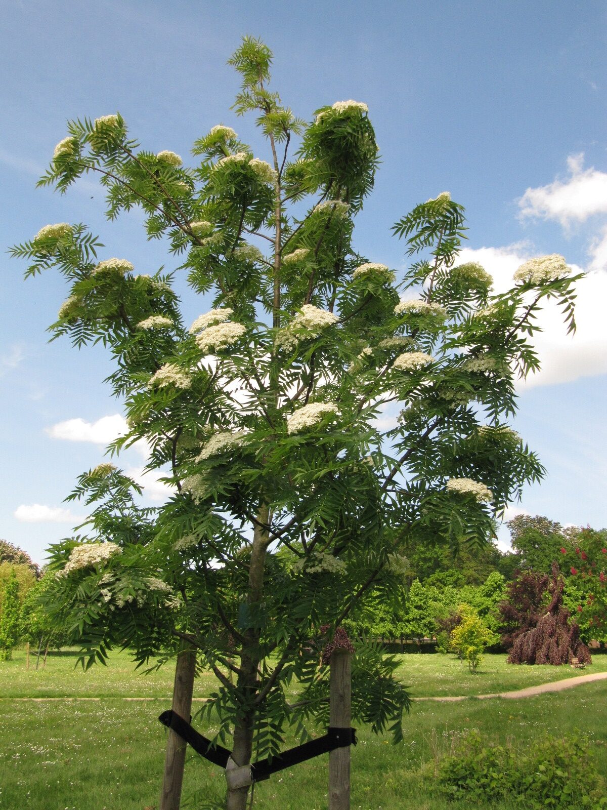 'Dodong' Sorbus ulleungensis