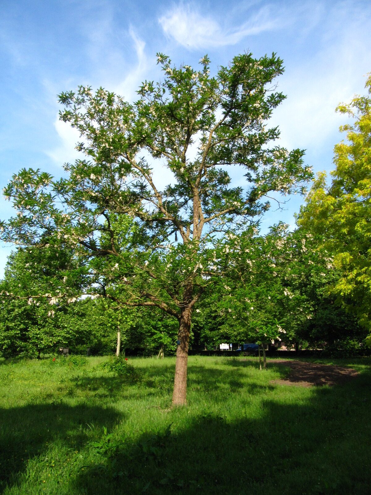 'Bessoniana' pseudoacacia Robinia