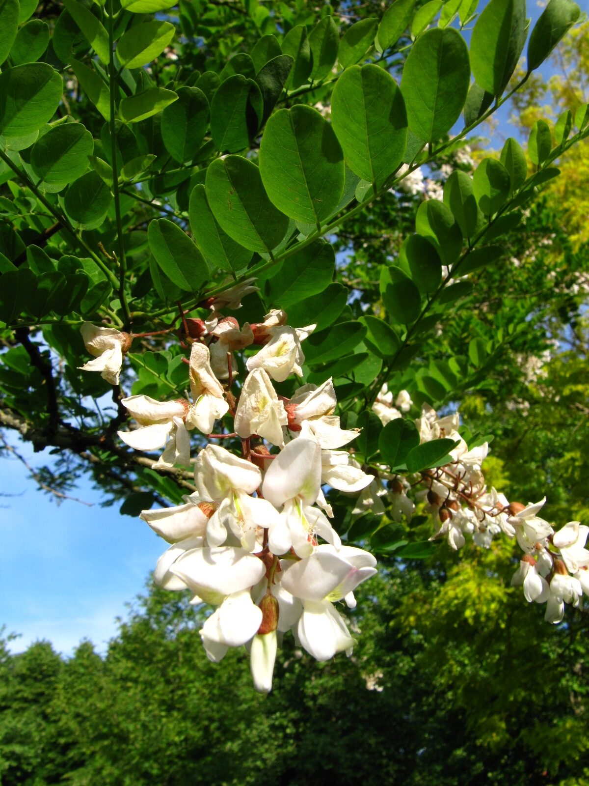 Robinia pseudoacacia 'Bessoniana' - Arboretum Thedinghausen - Mai 2025