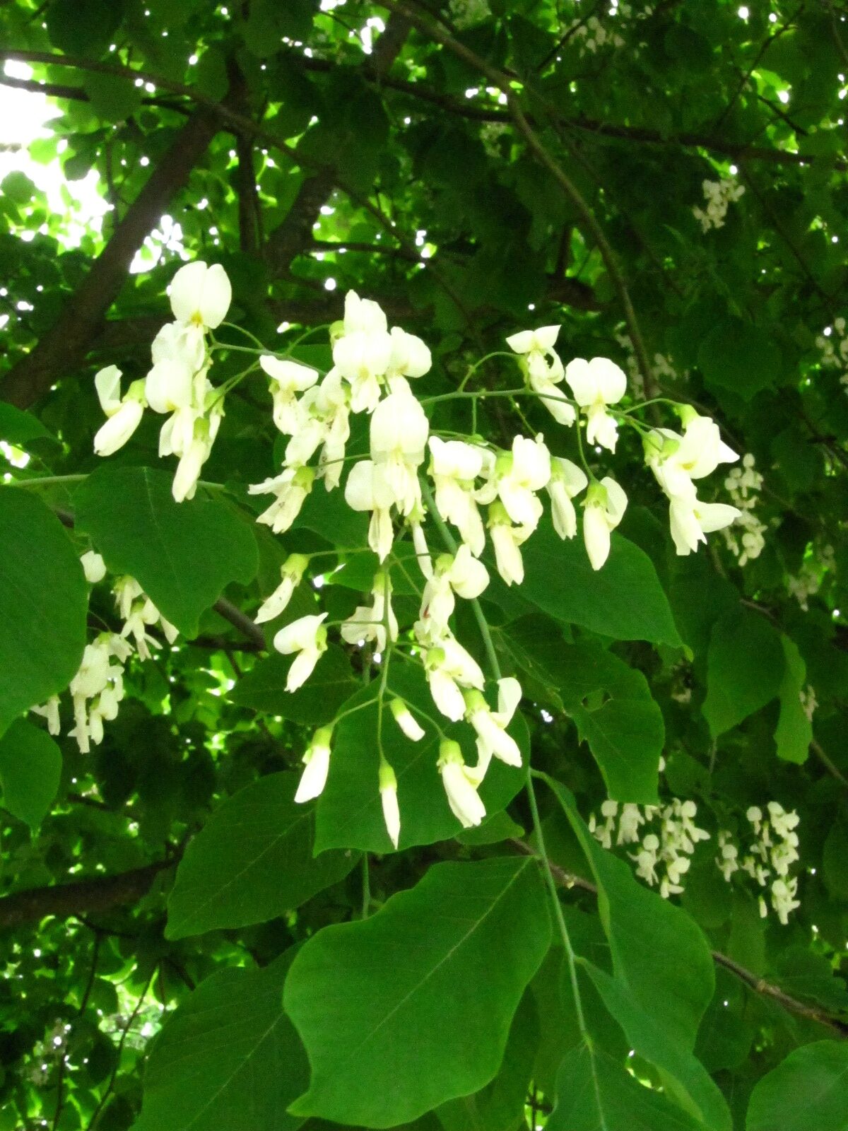 Cladastris kentukea - Bot. Garten Bremen-Horn - Juni 2025