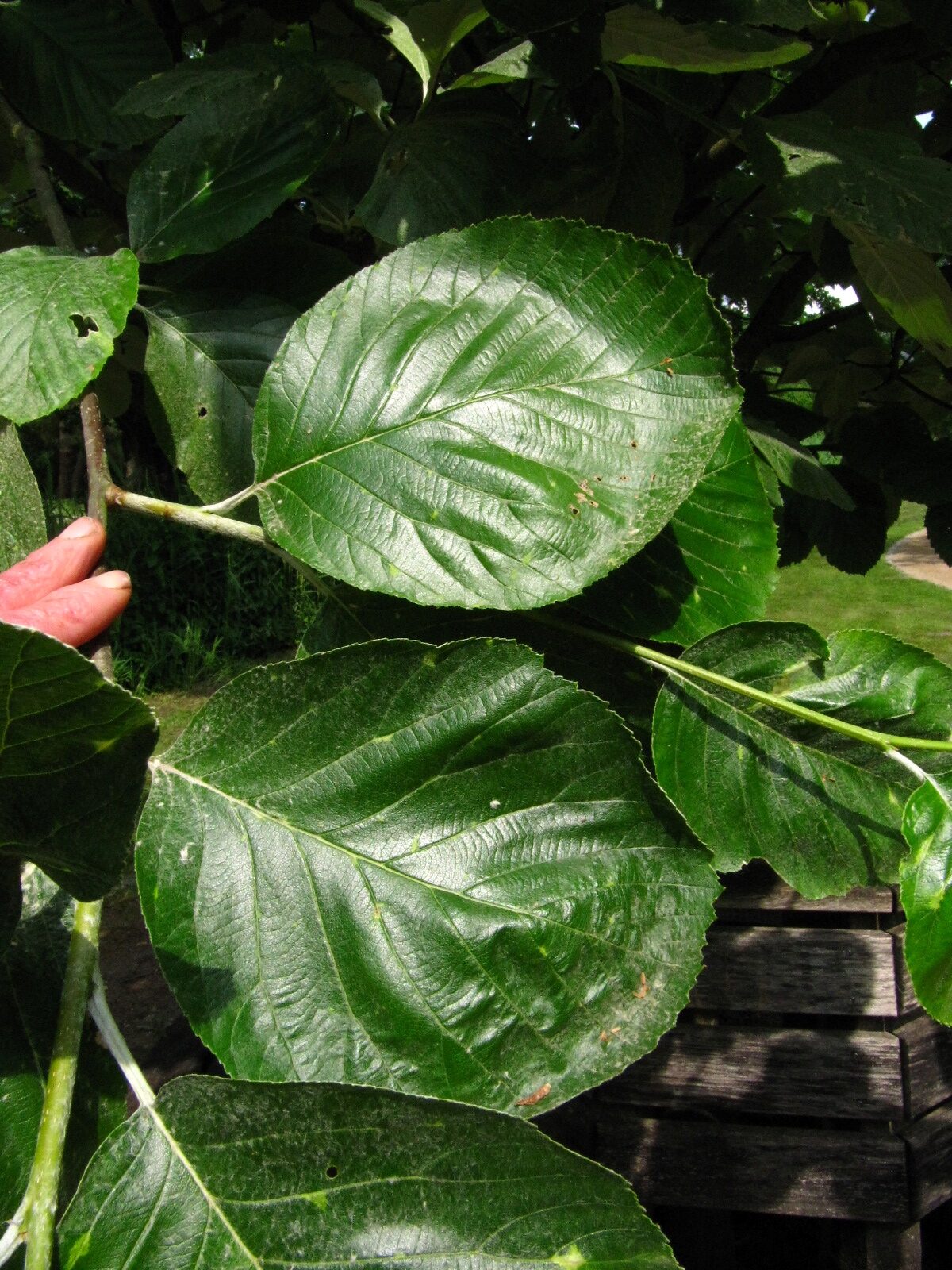 Sorbus thibetica 'John Mitchell' - Bot. Garten Bremen-Horn - Juni 2025