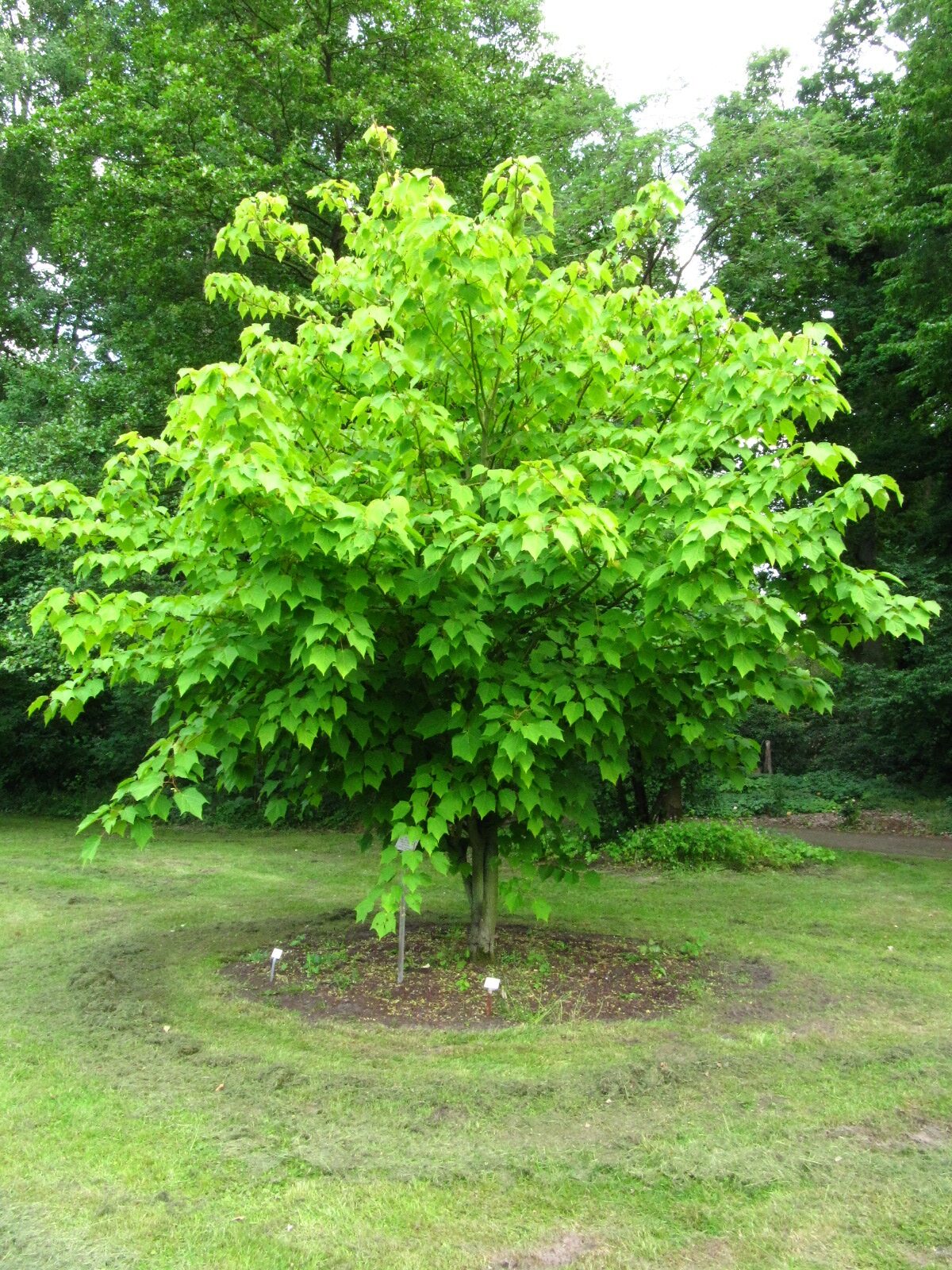 'White Tigress' Acer tegmentosum