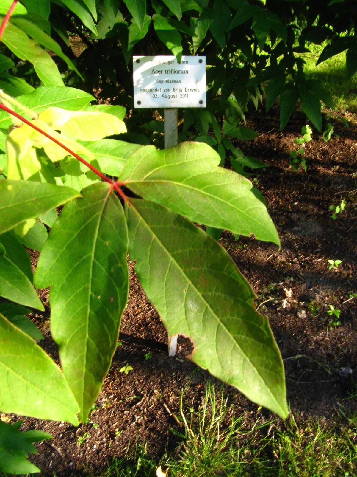 Acer triflorum - Bot. Garten Bremen-Horn - Juni 2025