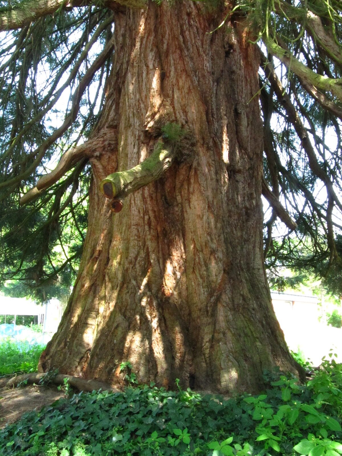 Sequoiadendron giganteum - Bot. Garten Oldenburg - Juni 2025
