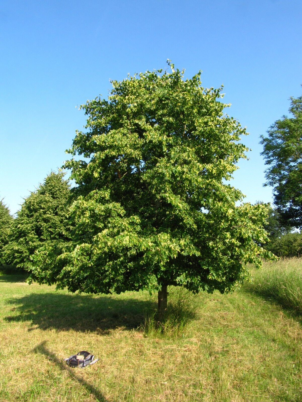 dasystyla subsp. caucasica Tilia