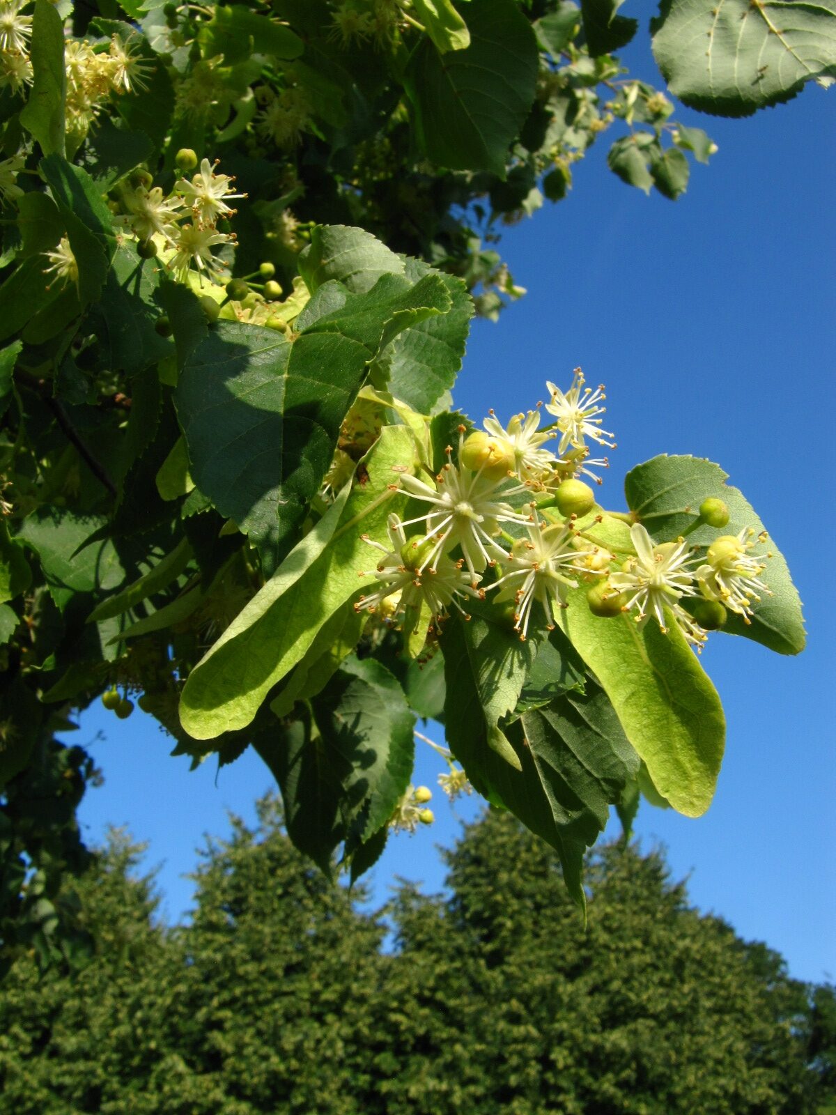 Tilia dasystyla ssp. caucasica - Arboretum Thedinghausen - Juni 2025
