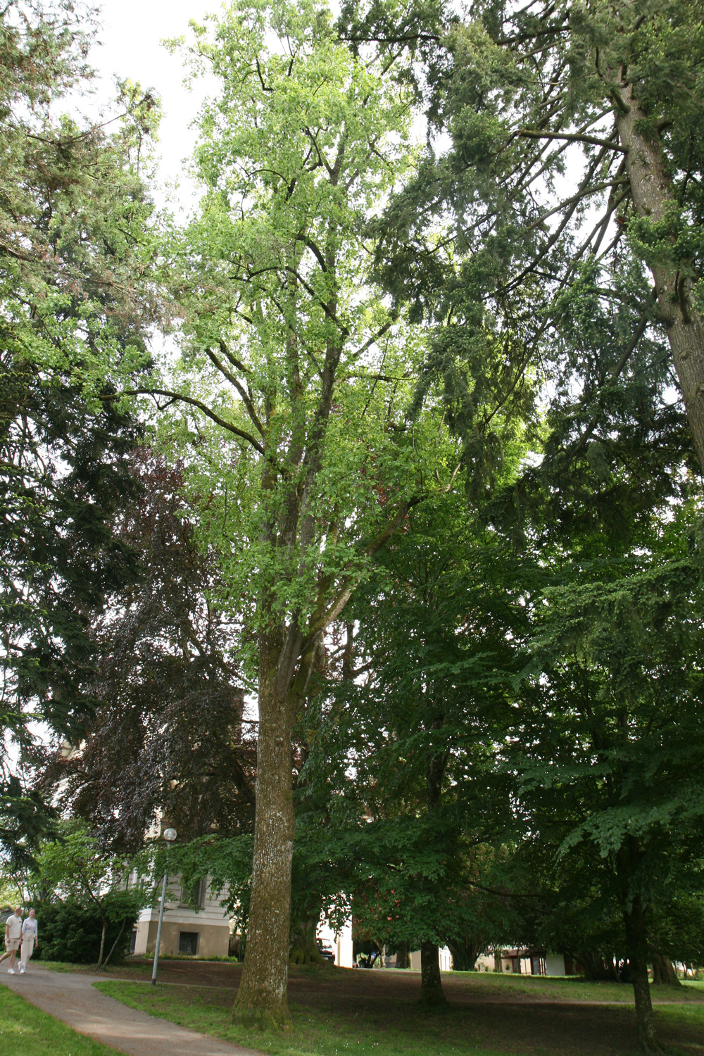 Liriodendron tulipifera 'Aureomarginatum' im Schlösslepark in Kressbronn - Mai 2024
