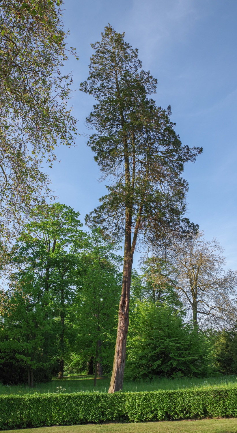 Chamaecyparis pisifera - Potsdam - Mai 2017