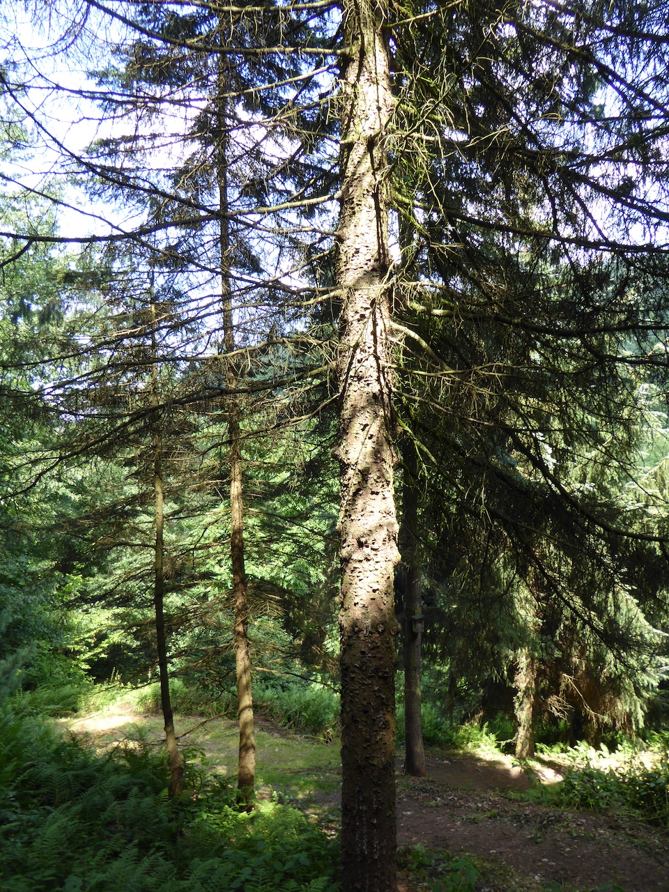 Abies balsamea var. phanerolepis