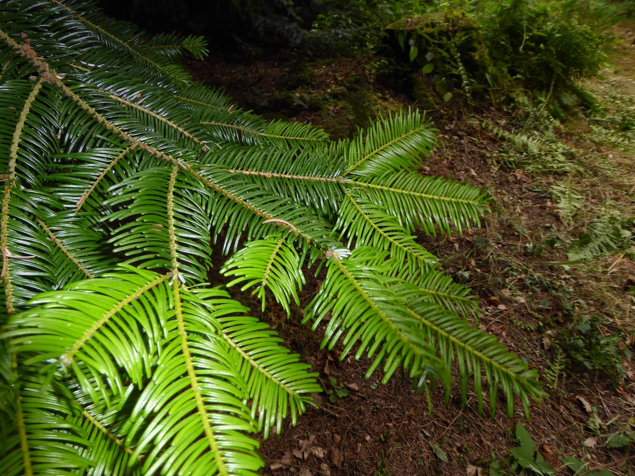 Abies balsamea var. phanerolepis - Tharandt - Juli 2016